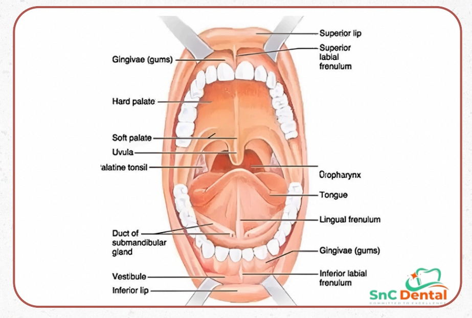  The oral mucosa covers various sites within the oral cavity